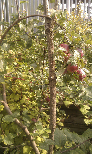 Apples in the sun